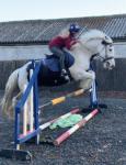 15.3hh Riding Mare