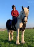 15.3hh Riding Mare