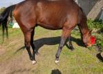 Tantalus, 16.1hh Thoroughbred Riding Gelding