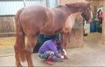 17hh Irish Draught Riding Gelding 