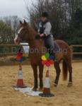 17hh Irish Draught Riding Gelding 