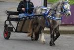 Top class little 3 years old gelding for sale. With road cart and harness. Very nice outfit, very sensible. 