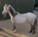 Shetland Gelding 