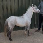 Shetland Gelding 