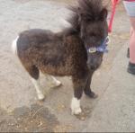 Blackjack, Yearling Shetland Colt