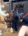 Blackjack, Yearling Shetland Colt