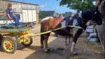 Ribbon, 15hh trotting mare. She has the bone of most half breeds these days. She's been in 2 wheelers, drays, wagons. As sensible mare you could find, stops, stands at junctions and won't look at anything. 