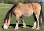 Good half bred light dun horse 2 1/2 years old. stand 15hh easy, be proper lump next year. Been broke to drive, only in cart twice but scared of nothing and no bother. 