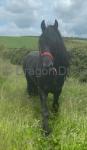 Louis Vuitton, 16.2hh Stallion at Stud