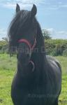 Louis Vuitton, 16.2hh Stallion at Stud