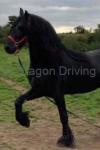 Louis Vuitton, 16.2hh Stallion at Stud