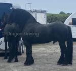 Louis Vuitton, 16.2hh Stallion at Stud