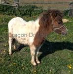 Pip, 2 Year Old Shetland Filly