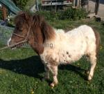 Pip, 2 Year Old Shetland Filly