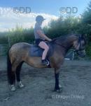 14.3hh Welsh Section D Mare