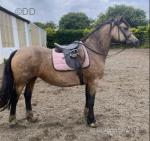 14.3hh Welsh Section D Mare