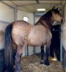 14.3hh Welsh Section D Mare