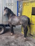 14.3hh Welsh Section D Mare