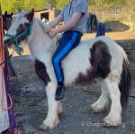 Ronny, 5 year old gelding, 13hh. Ronny is a great project for the summer, he has been sat on and lead around the yard and has been in cart 2 times. 