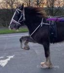 Stepping mare, out of John Talbots the Sailor, by the Sydney, out of the old blue and white so well bred. 14.2hh 5 year old. Good to catch, shoe, bath, box, clip & tether. Not marish, turns out in a mixed herd.

