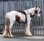 Sniper, 14hh, 5 years old. Ride and drive gelding. He is stepping breed and does have action about him. He has done couple drives last summer and I did a bit of travelling with him to Appleby last year. He's done more driving than riding. He is passported and microchipped, worming is up to date.
