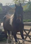 15.2hh 4 year old red and white pacing stallion. Goes in 2 and 4 wheelers and has done the London drive. 