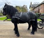 Friesian gelding 7 years old, 15.2hh, broken to drive. Good in traffic with cars, lorries, tractors, etc... Has a passport but not reg Friesian society. Bred in UK but full Friesian.
