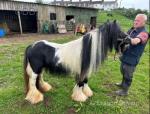 Black and white mini cob. Henry, 11 hands, 5 years old. Greenly broken to ride and drive. 