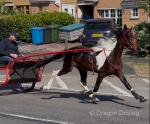 Yewtree Doubtfire, 4 year old STAGBI registered 14.2hh pacing colt by Night Shach Lad, back to Brywins Jet Lag. Paces to perfection, one of prettiest horses you ever wish to clap eyes on. Long main, forelock and tail. 
