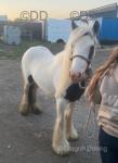 2 Year Old Filly