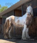 Lemon Lady, beautiful palomino and white filly. This filly it to mature to 14.2hh home bred by us mother was 14.1hh heavy mare out of a Womble bred mare, sire was a 15hh palomino splash heavy cob. 