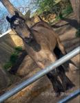 Dun Boy, 15hh proper driving cob gelding, he's bred to do his job, out of a Womble mare to a big moving horse, this cob will go the same after 20 miles, he knocks about his job, will trot at 18/20mph. 