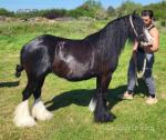 Black Beauty, 13hh black cob mare with filly foal at foot. 6 years old, fully passported, microchip. Real flashy mare and filly. 