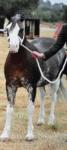 Glyncoch Serenade, Welsh Section A Mare with Filly Foal at Foot