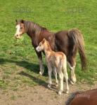 Glyncoch Serenade, Welsh Section A Mare with Filly Foal at Foot