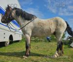12.2hh approx roan gelding age 4. Super little pony who is happy, healthy, cheap to keep, low maintenance and barefoot.

