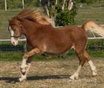Tyrllawn Archilles, 2 Year Old Welsh Section C Colt