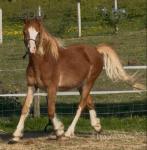 Tyrllawn Archilles, 2 Year Old Welsh Section C Colt