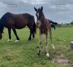 Welsh Section D Filly Foal