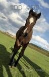 Rhosyn Prince Charming, Welsh Section D Colt Foal