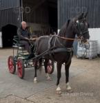15.2hh Gelderlander Driving Gelding 