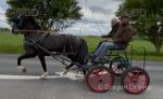 15.2hh Gelderlander Driving Gelding 