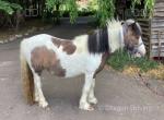 11.2hh Mare