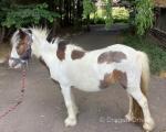 11.2hh Mare