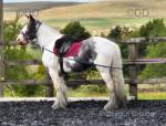 14.3hh Mare