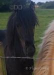Banksy, Colt Foal