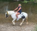 Very heavy 12.3hh John Wilshire bred mare. Roan and white, 10 years old, ride and drive. 