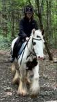 12hh Riding Mare