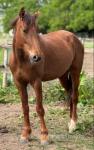 Morgan, 14.2hh Mare
