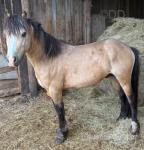 Leo, 12.2hh Stallion